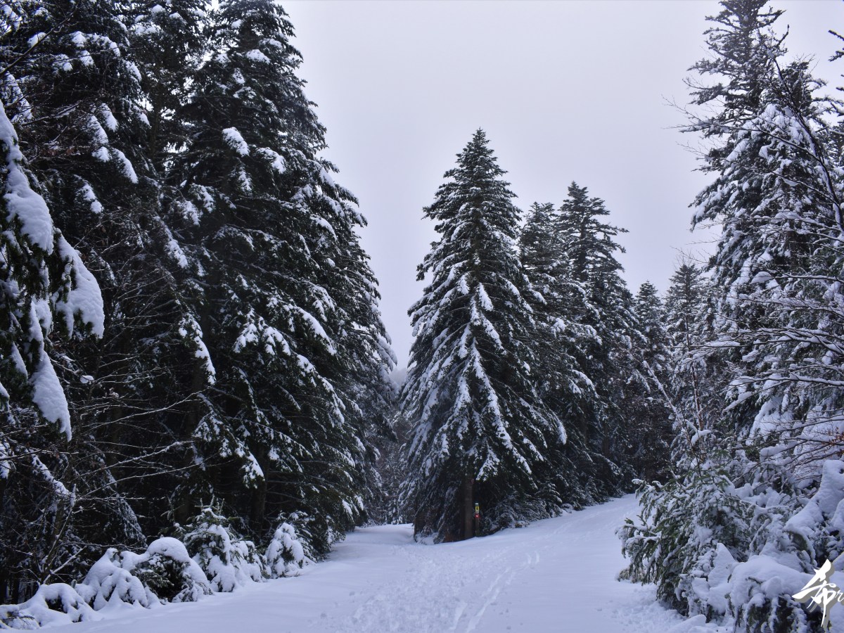 Randonnée du chevreuil à Chalmazel – Janvier&nbsp;2022