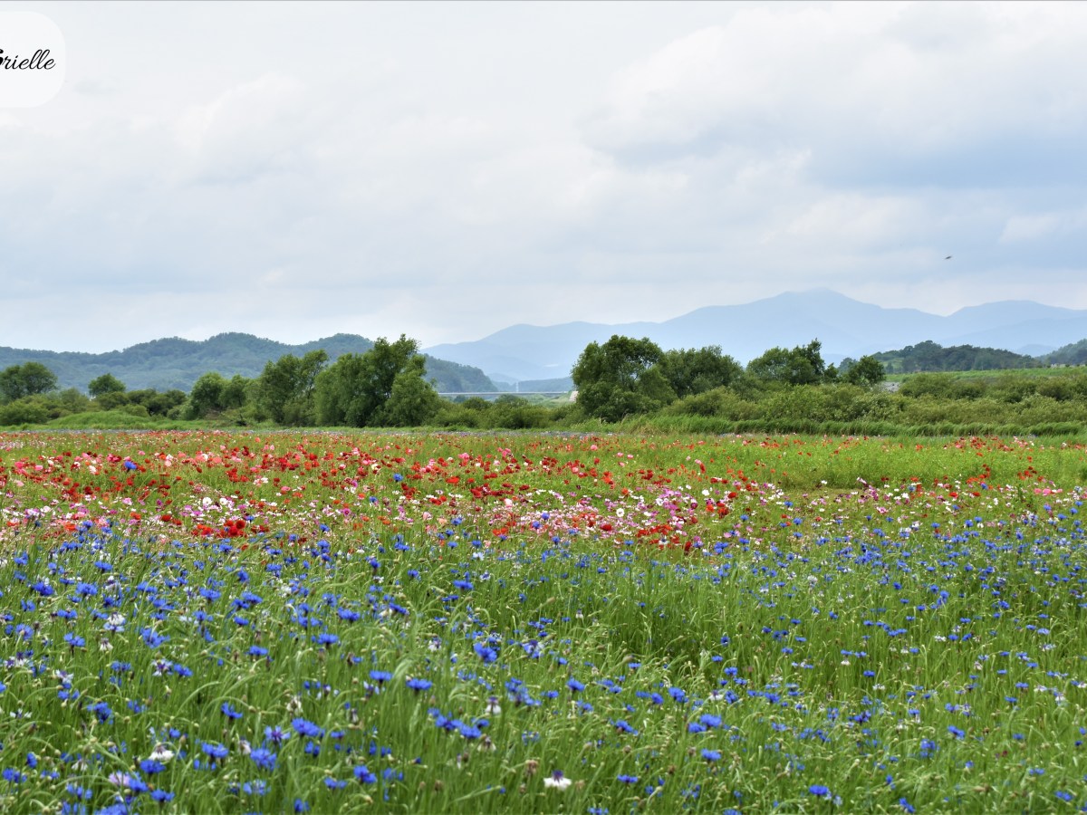 Haman – champs de fleurs et&nbsp;festival